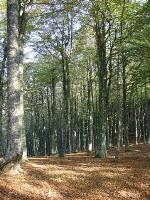 Forêt de Roncevaux