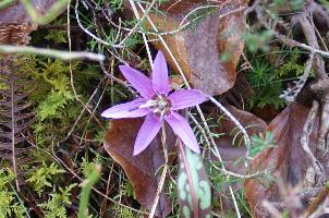 La Dent-de-chien (Erythronium dens-canis)